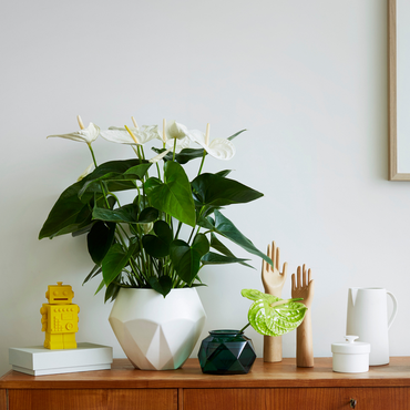 Anthurium 'Alaska White' - Flamingopflanze