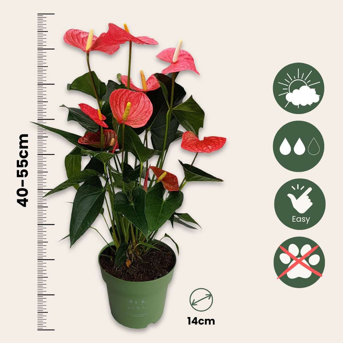 Anthurium 'Maine Pink' - Flamingopflanze