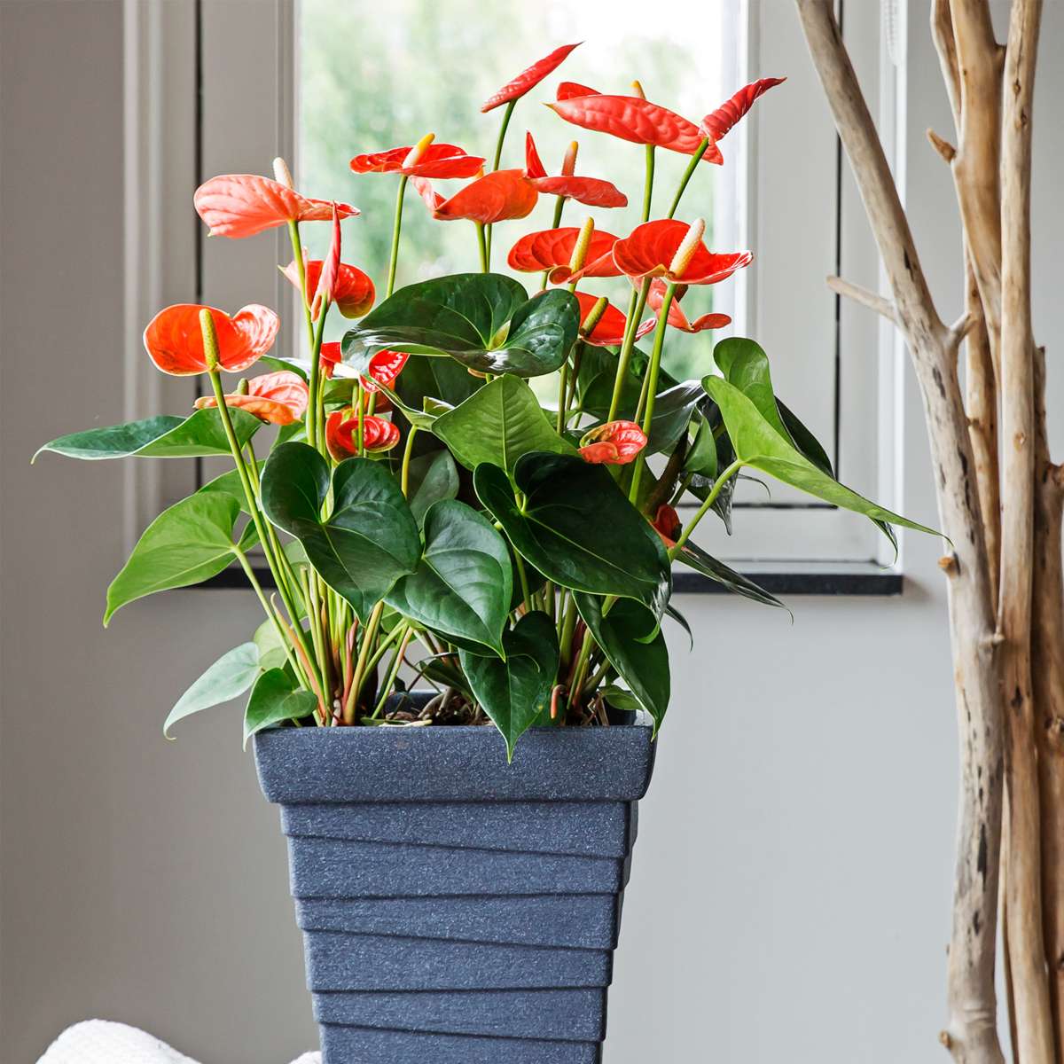 Anthurium 'Madural Orange' - Flamingopflanze