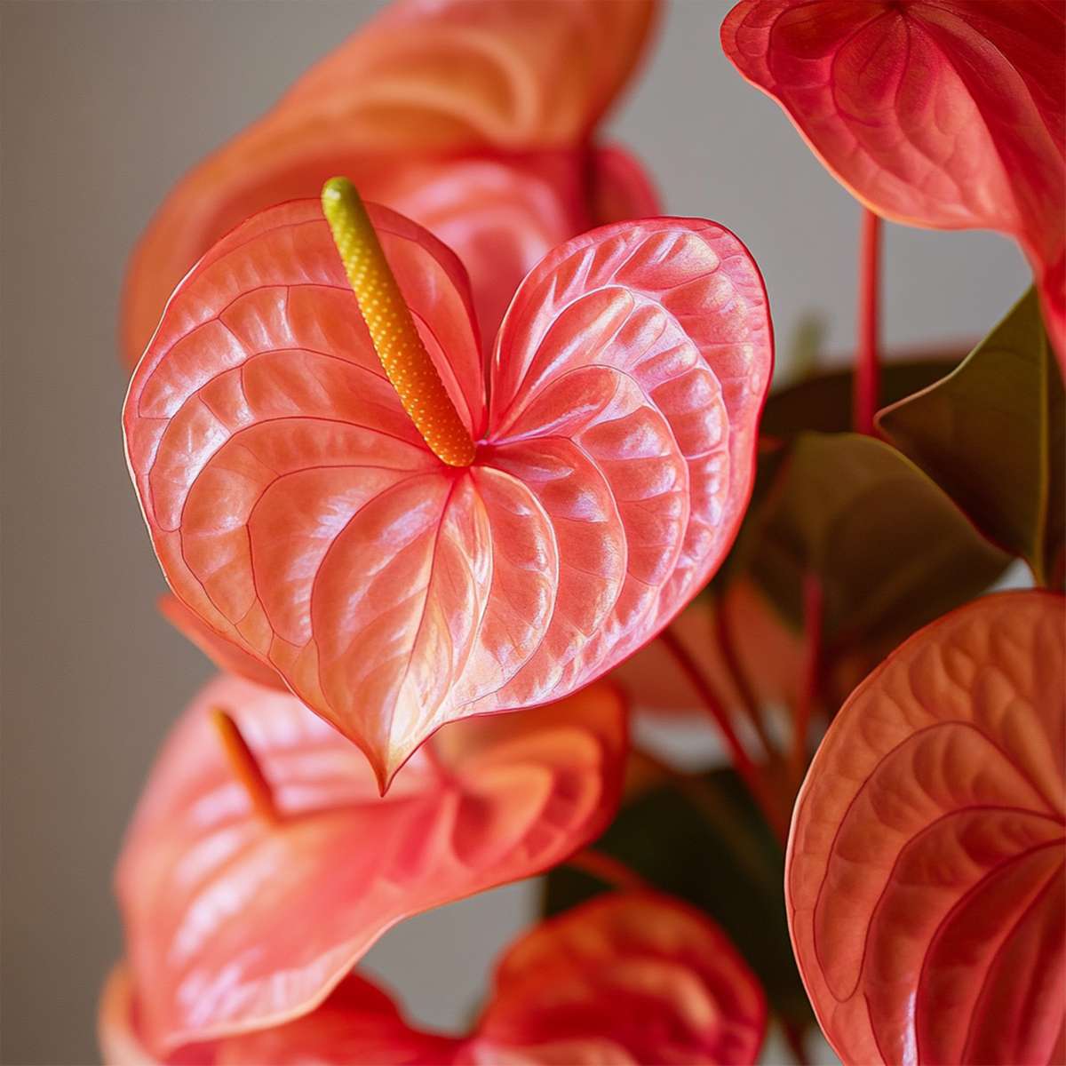 Anthurium 'Madural Orange' - Flamingopflanze