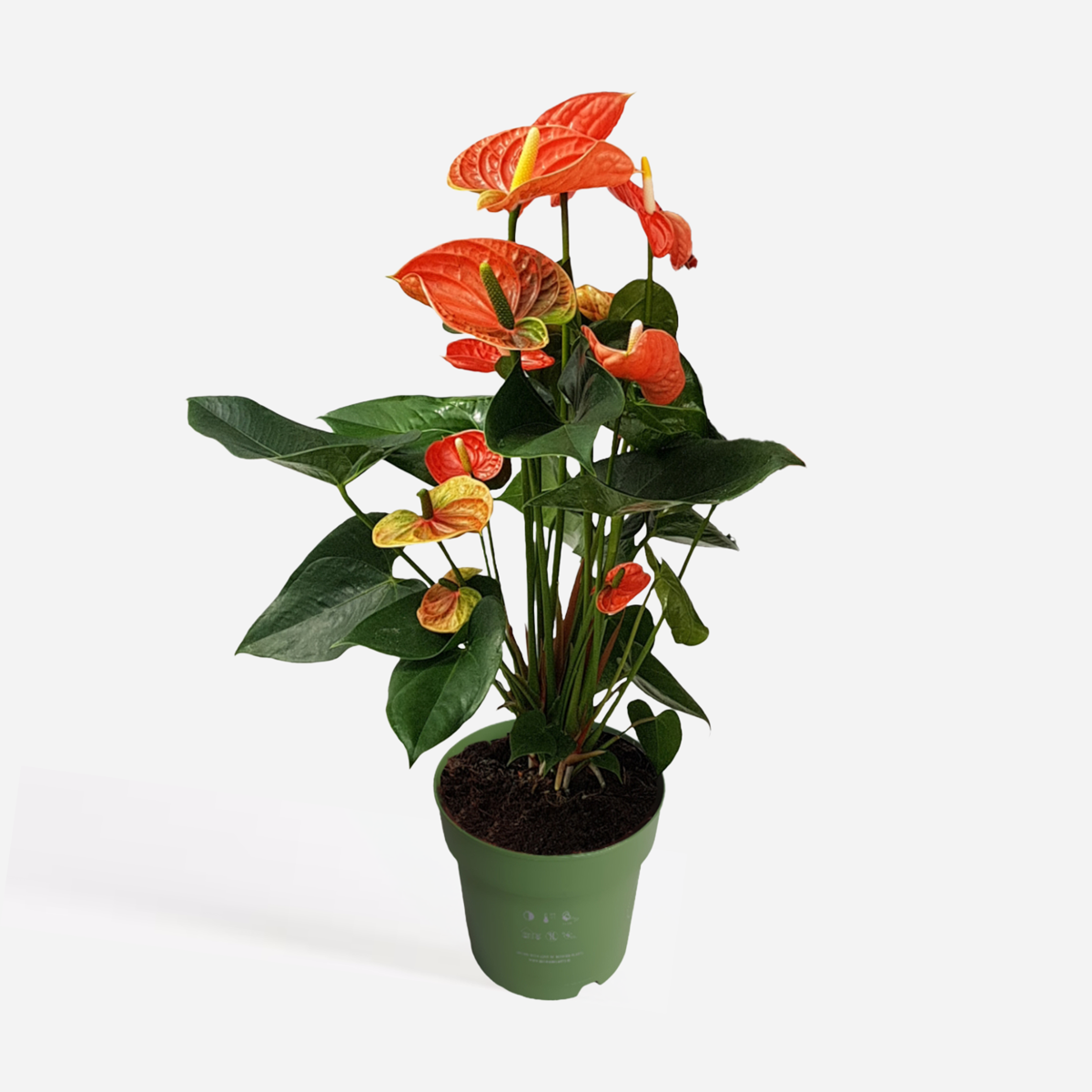 Anthurium 'Madural Orange' - Flamingopflanze
