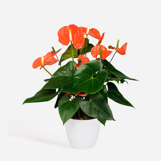 Anthurium 'Madural Orange' - Flamingopflanze