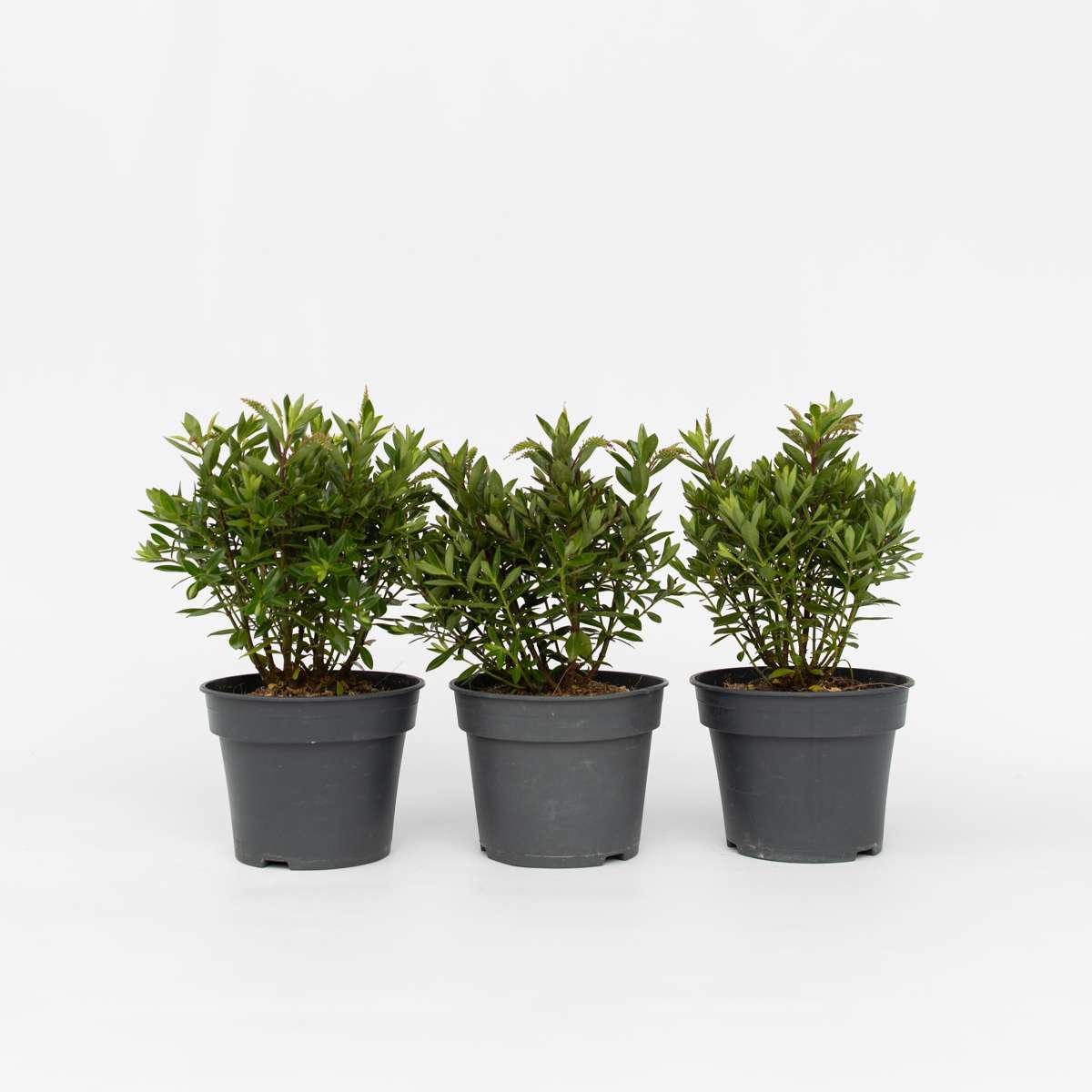 Hebe All Blooms 'Ranaia' - Rot - 3er-Set