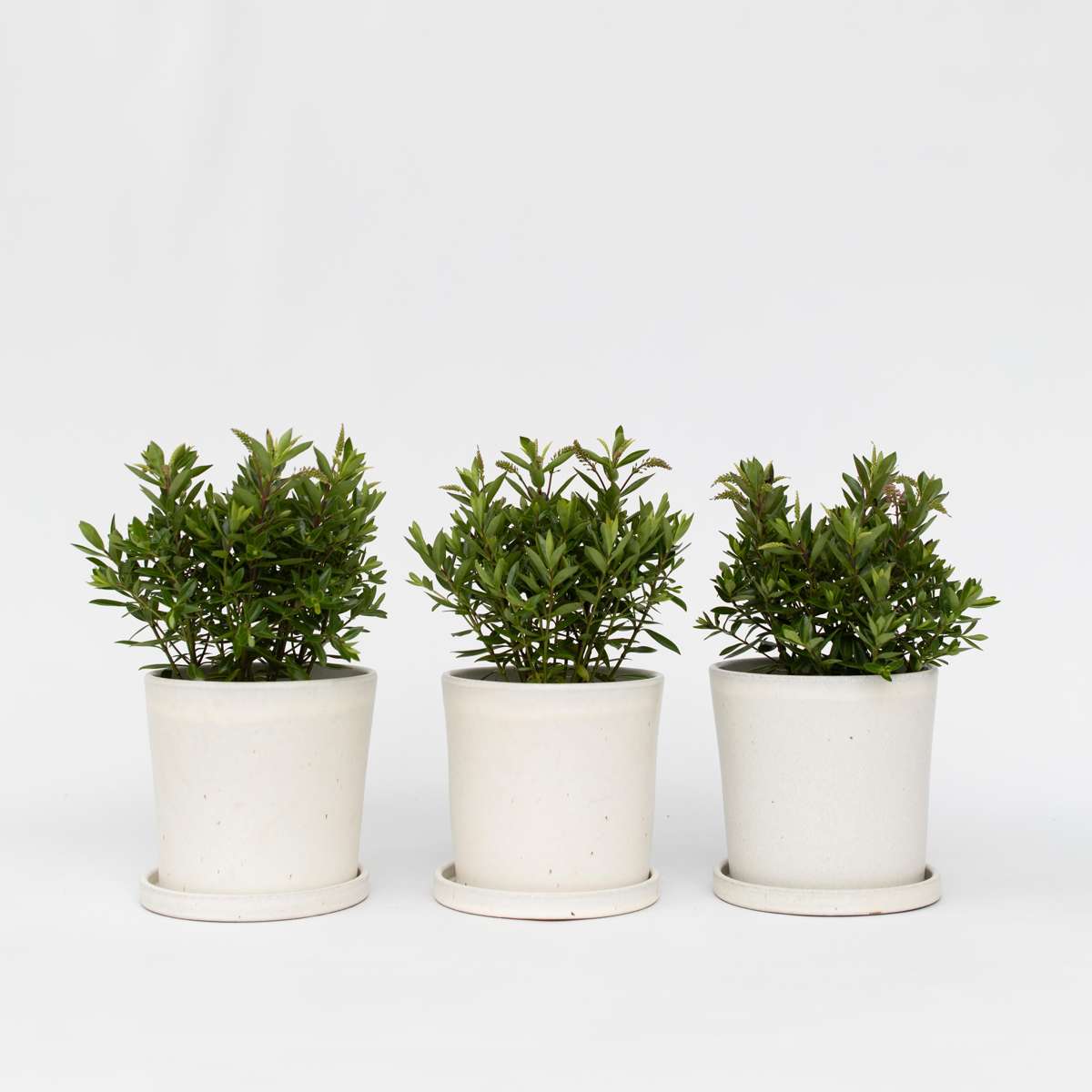 Hebe All Blooms 'Ranaia' - Rot - 3er-Set