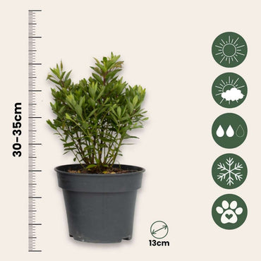 Hebe All Blooms 'Ranaia' - Rot - 3er-Set