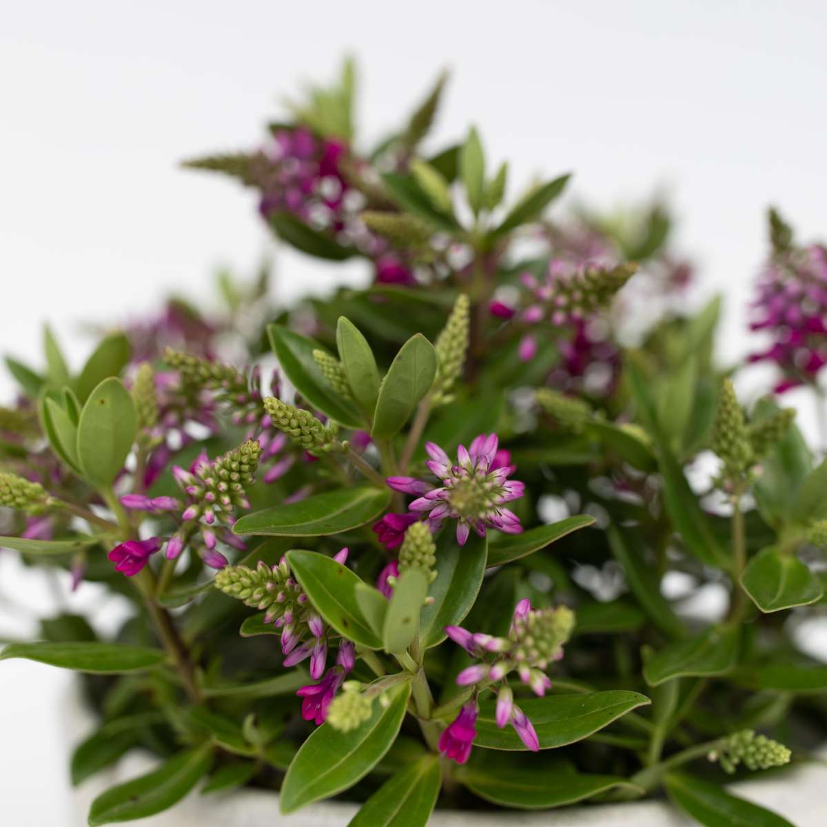 Hebe All Blooms 'Samona' - Roze - Set van 3