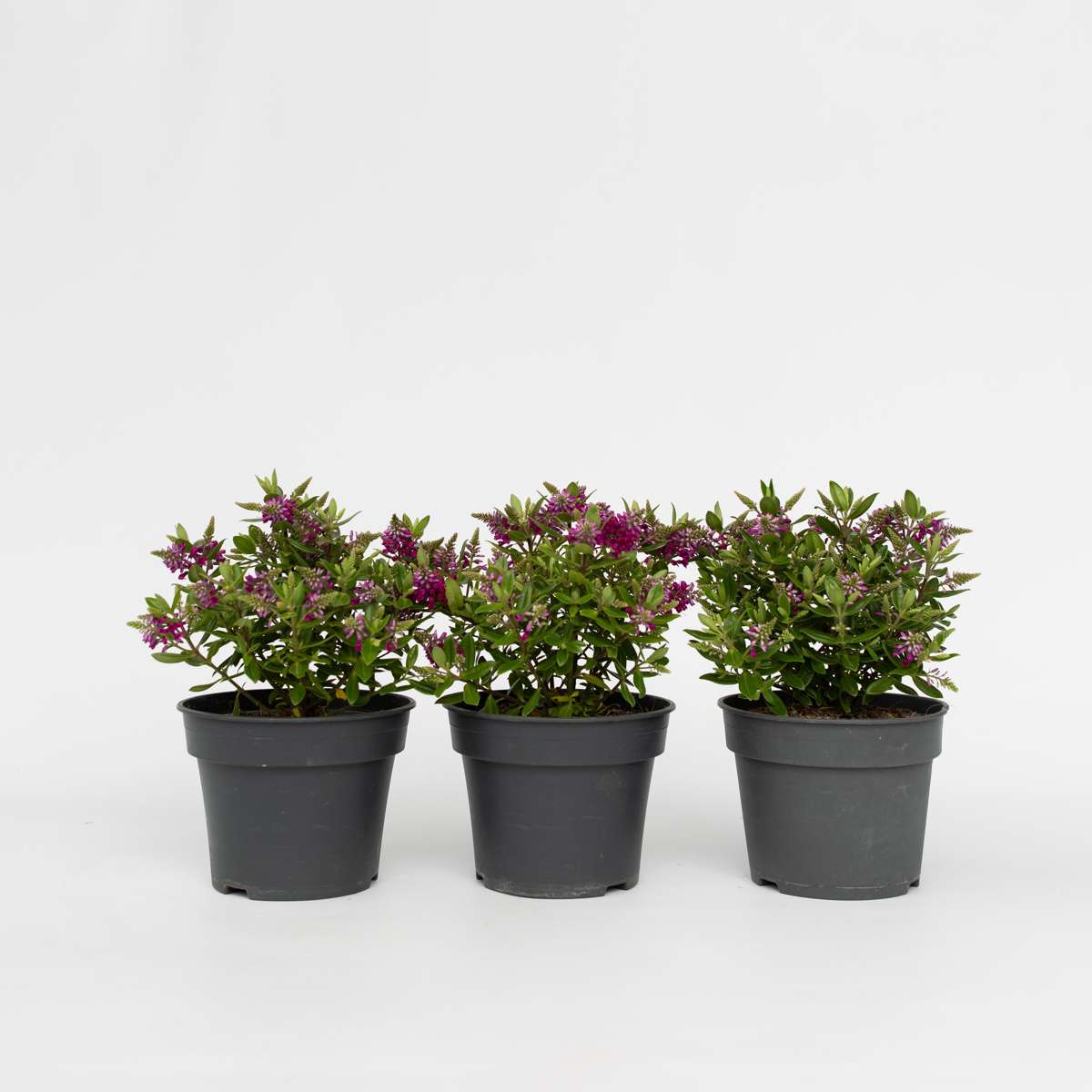 Hebe All Blooms 'Samona' - Roze - Set van 3