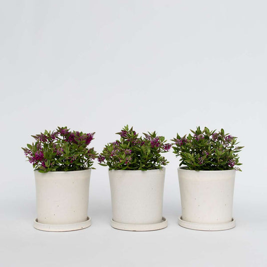 Hebe All Blooms 'Samona' - Rosa - 3er-Set