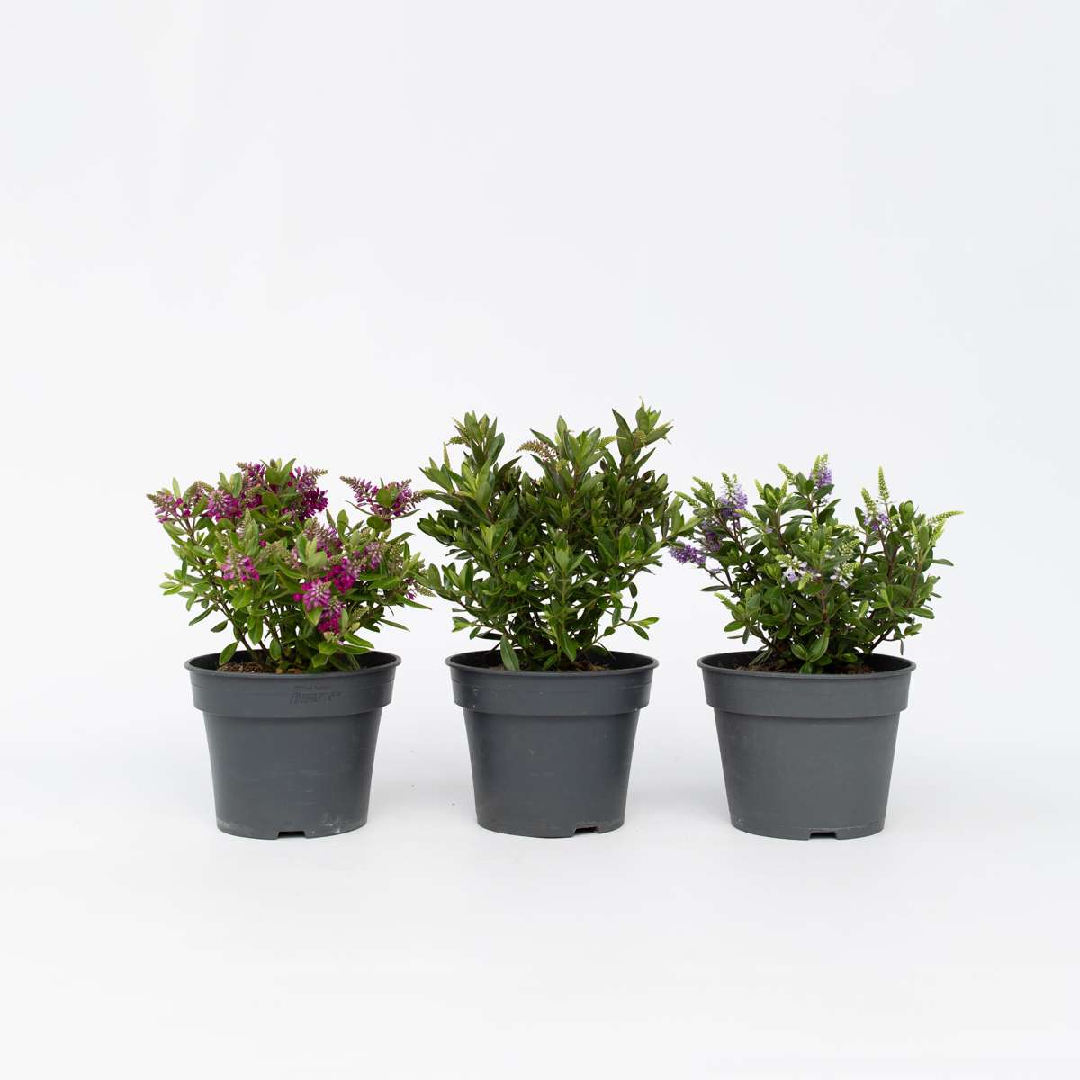 Hebe 'Siara', 'Ranaia', 'Samona' - Mix van 3