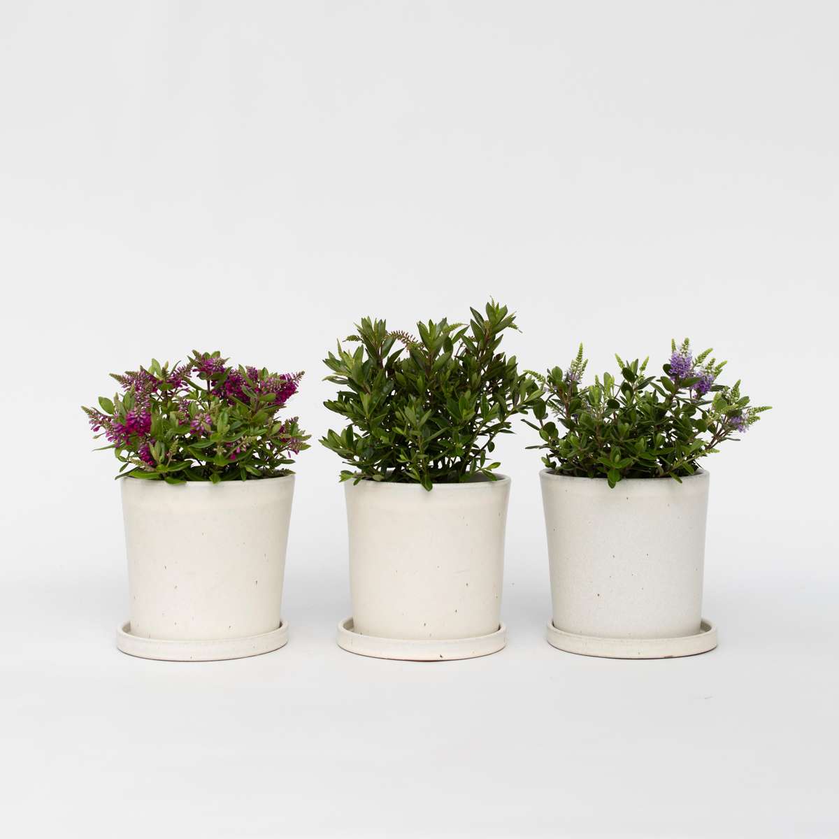 Hebe 'Siara', 'Ranaia', 'Samona' - Mix van 3