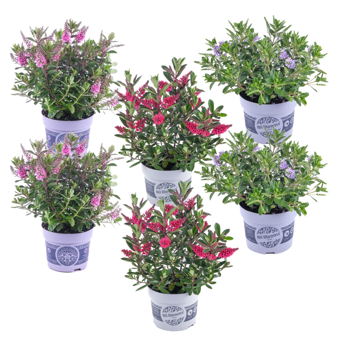 Hebe 'Siara', 'Ranaia', 'Samona' - Mix van 6