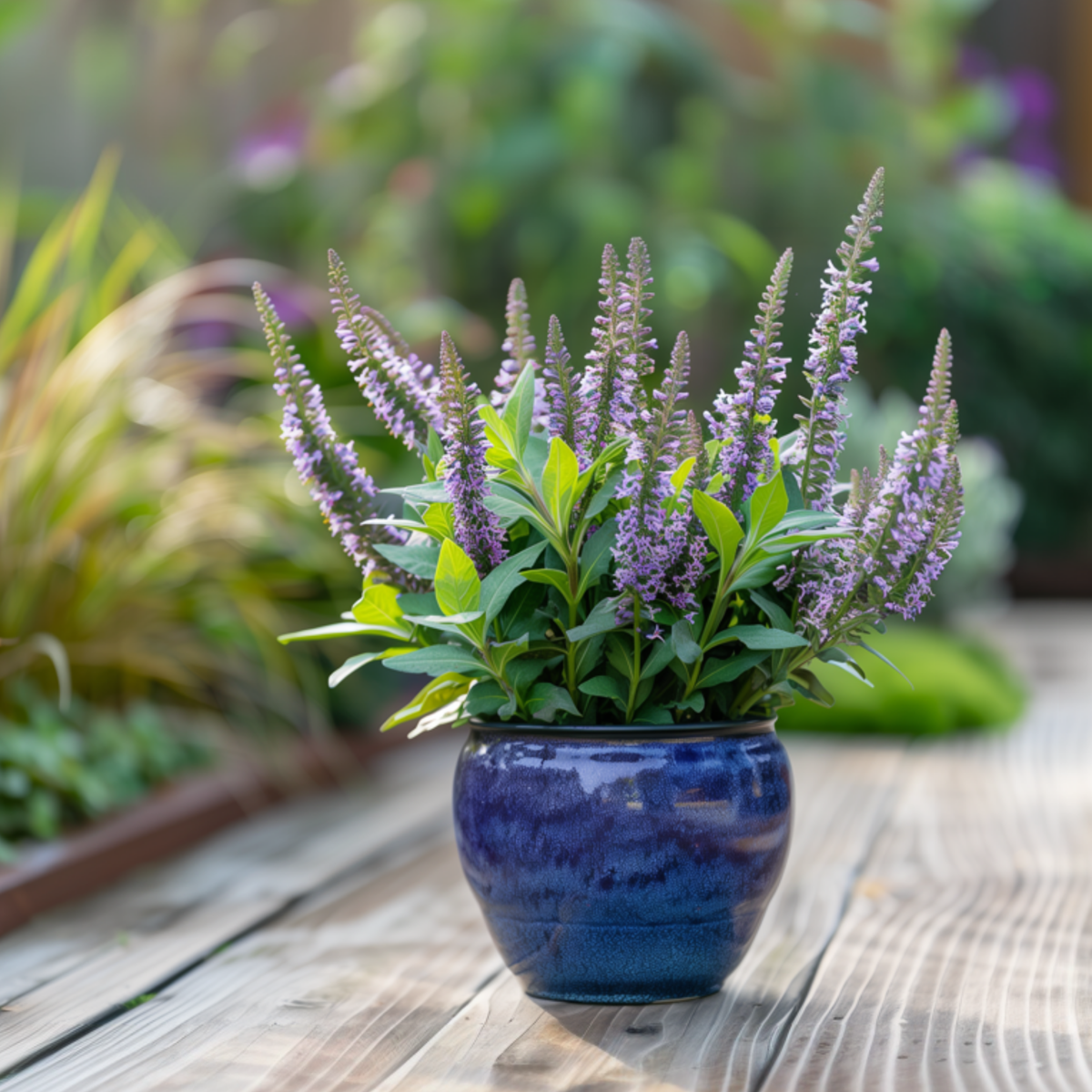 Hebe pinguifolia - Mix van 12 - Struikveronica