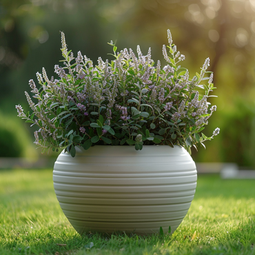 Hebe pinguifolia - 6er-Mix - Strauchveronika