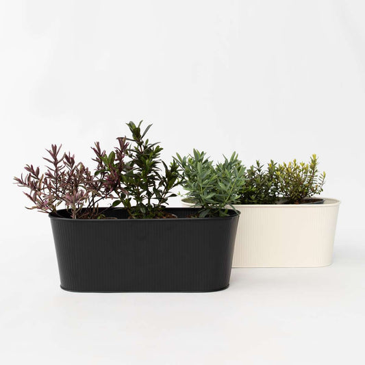 Hebe pinguifolia - 6er-Mix - Strauchveronika