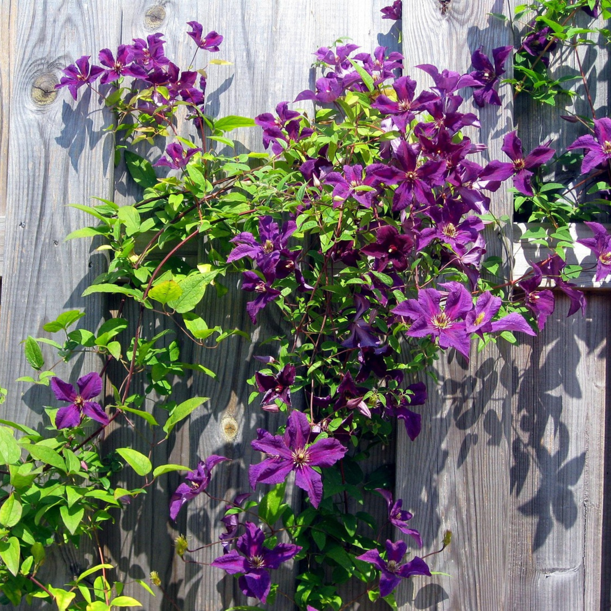 Clematis 'The President' - Bosrank