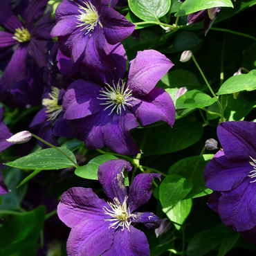 Clematis 'The President' - 2 stuks - Bosrank