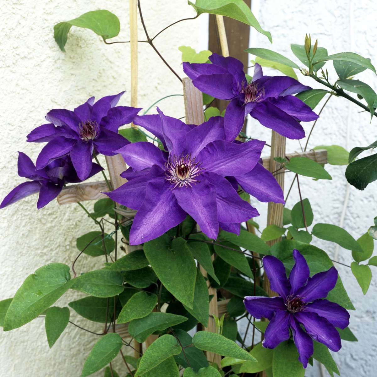 Clematis 'The President' - 2 Stück - Waldranke