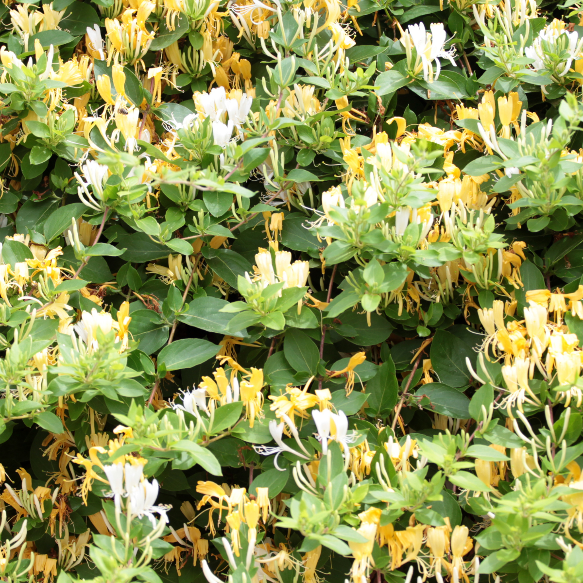 Lonicera henryi 'Copper Beauty' - Geißblatt - Gelb