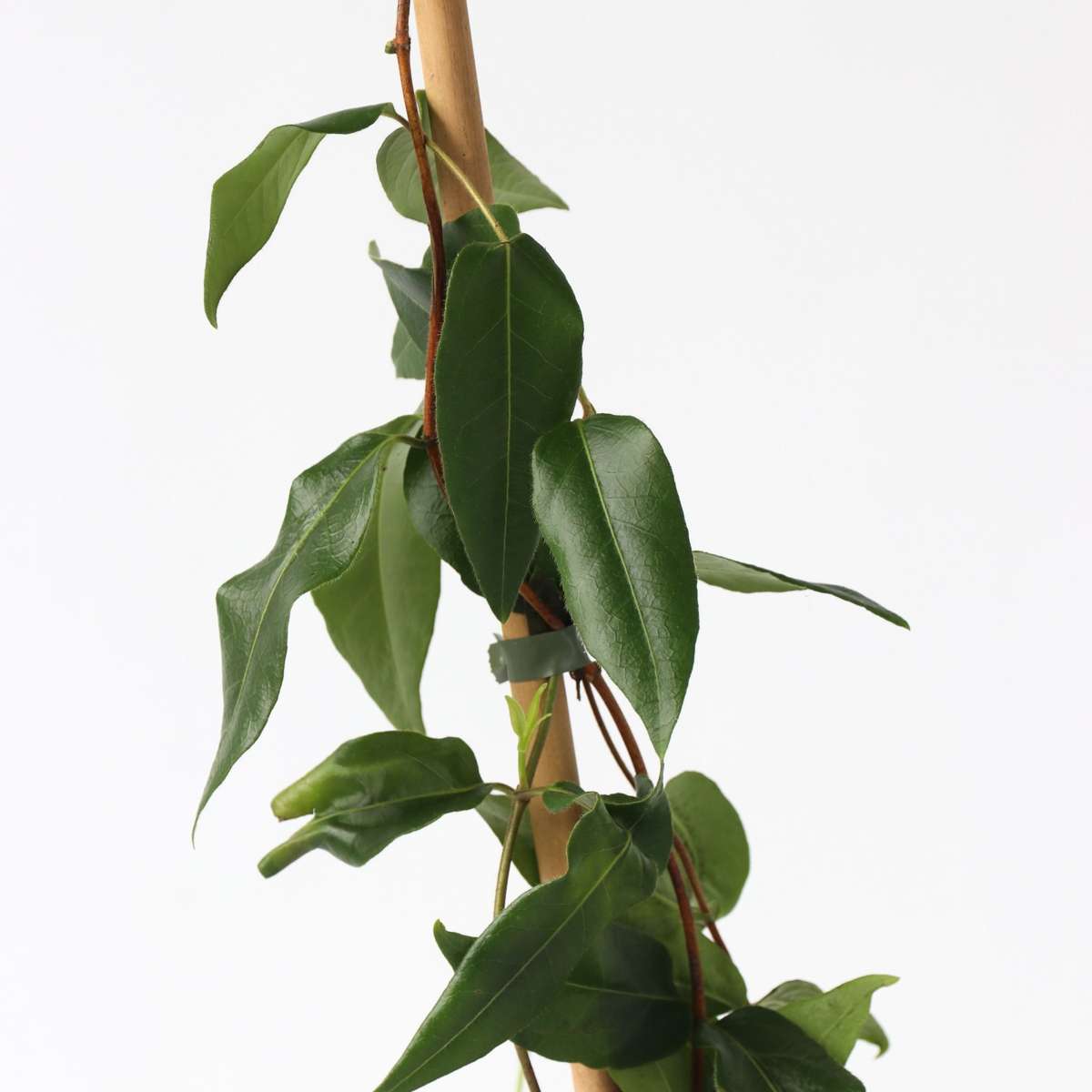 Lonicera henryi 'Copper Beauty' - Geißblatt - Gelb