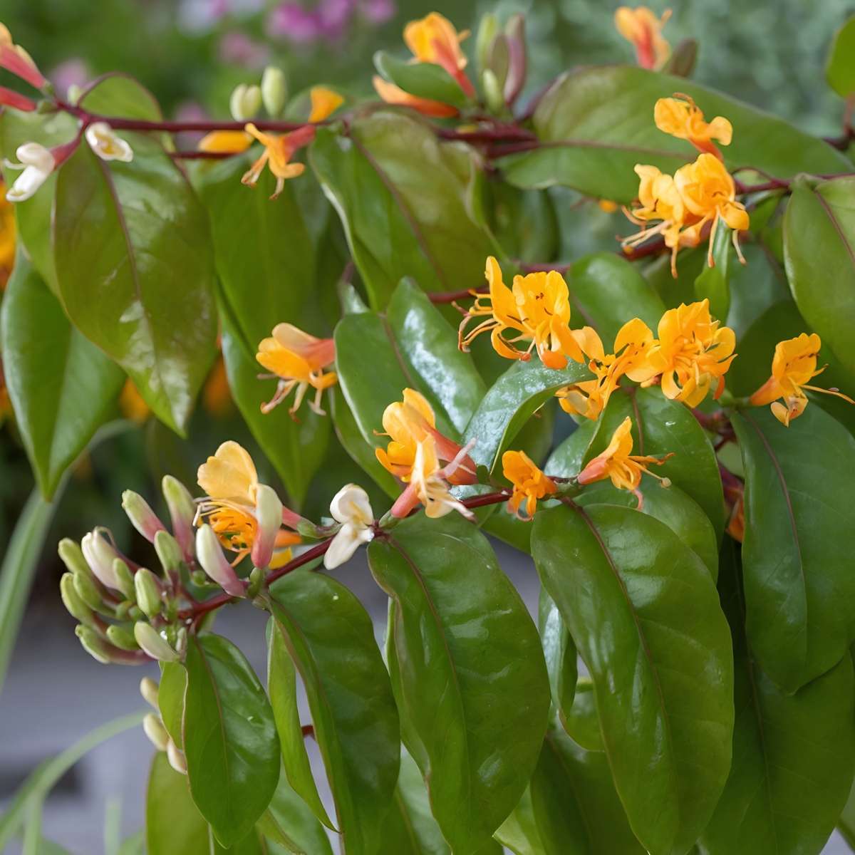 Lonicera henryi Copper Beauty - 2er-Set - Geißblatt