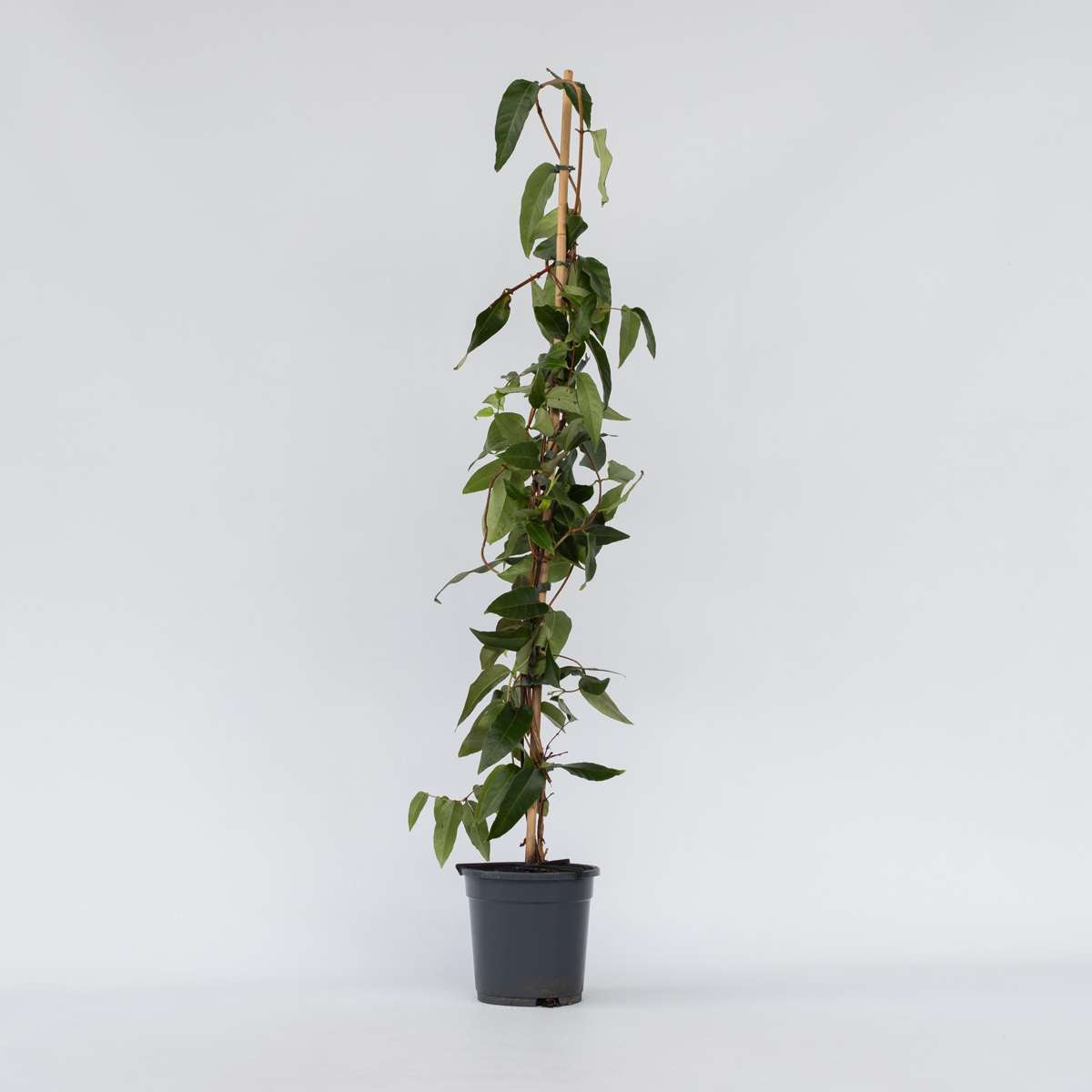 Lonicera henryi 'Copper Beauty' - Geißblatt - Gelb