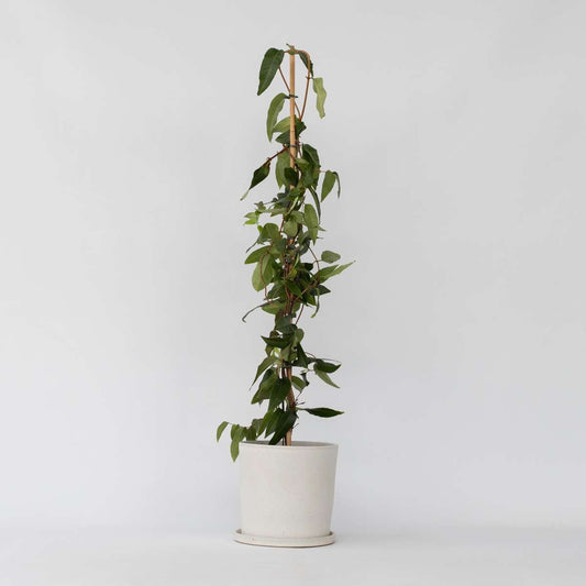 Lonicera henryi 'Copper Beauty' - Geißblatt - Gelb