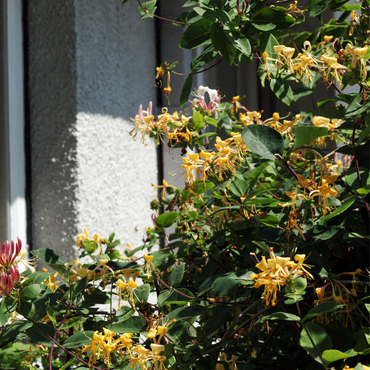 Lonicera henryi Copper Beauty - 2er-Set - Geißblatt