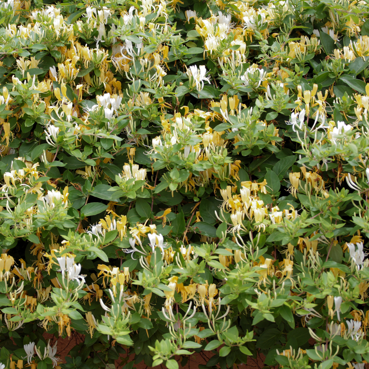 Lonicera henryi Copper Beauty - 2er-Set - Geißblatt