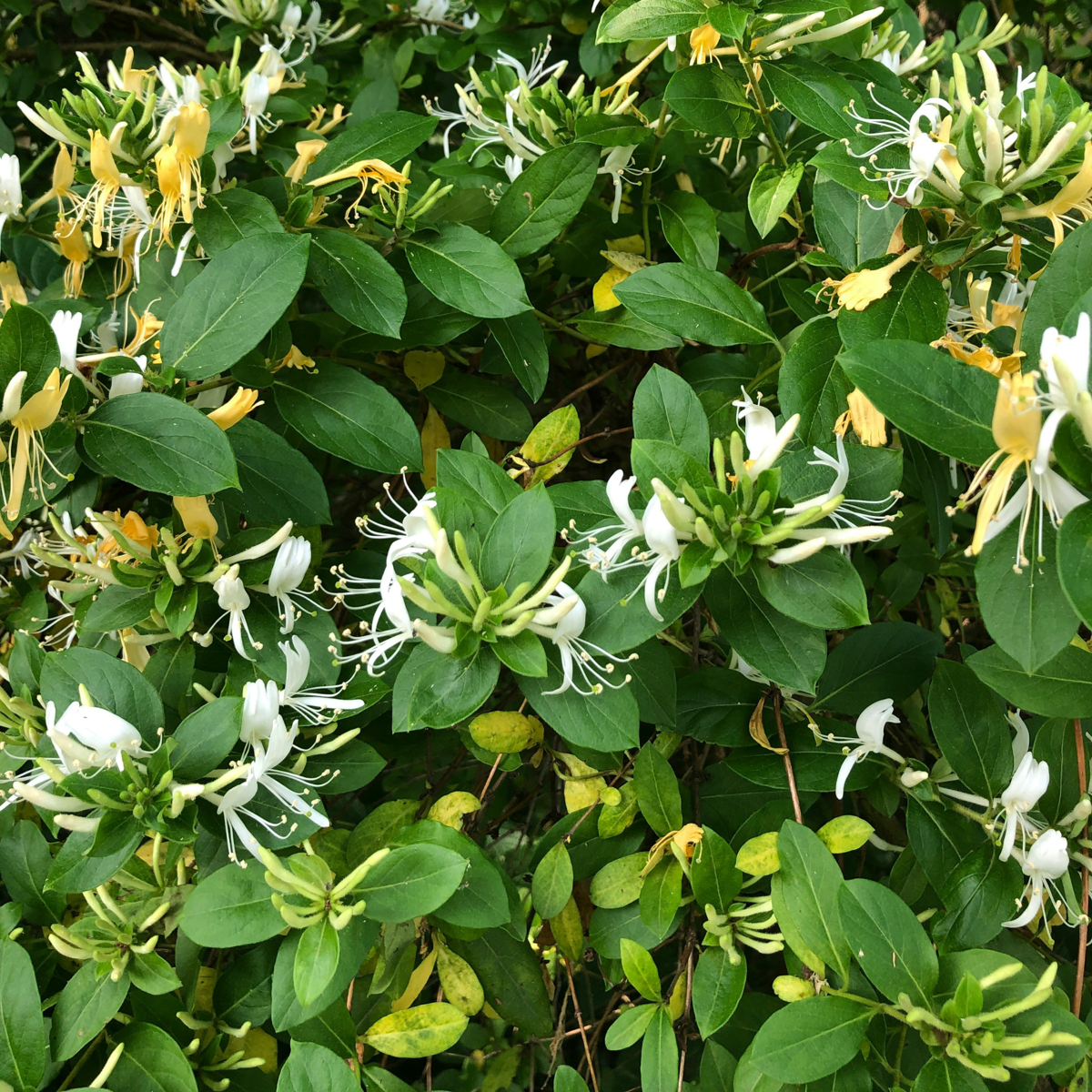 Lonicera henryi Copper Beauty - 2er-Set - Geißblatt