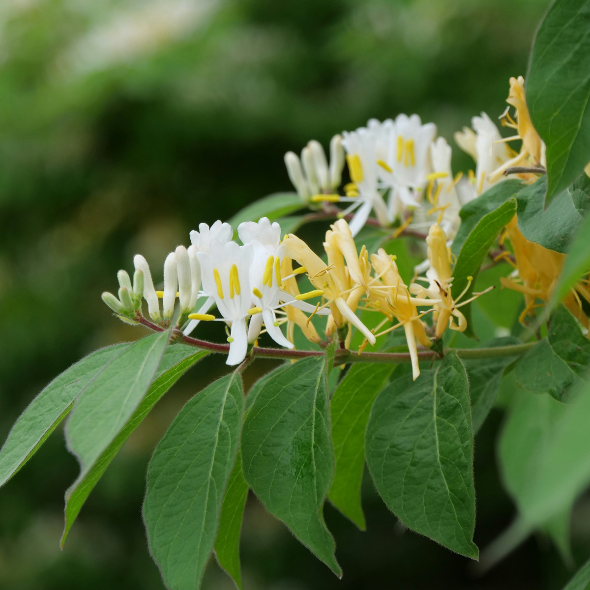 Lonicera henryi Copper Beauty - 2er-Set - Geißblatt