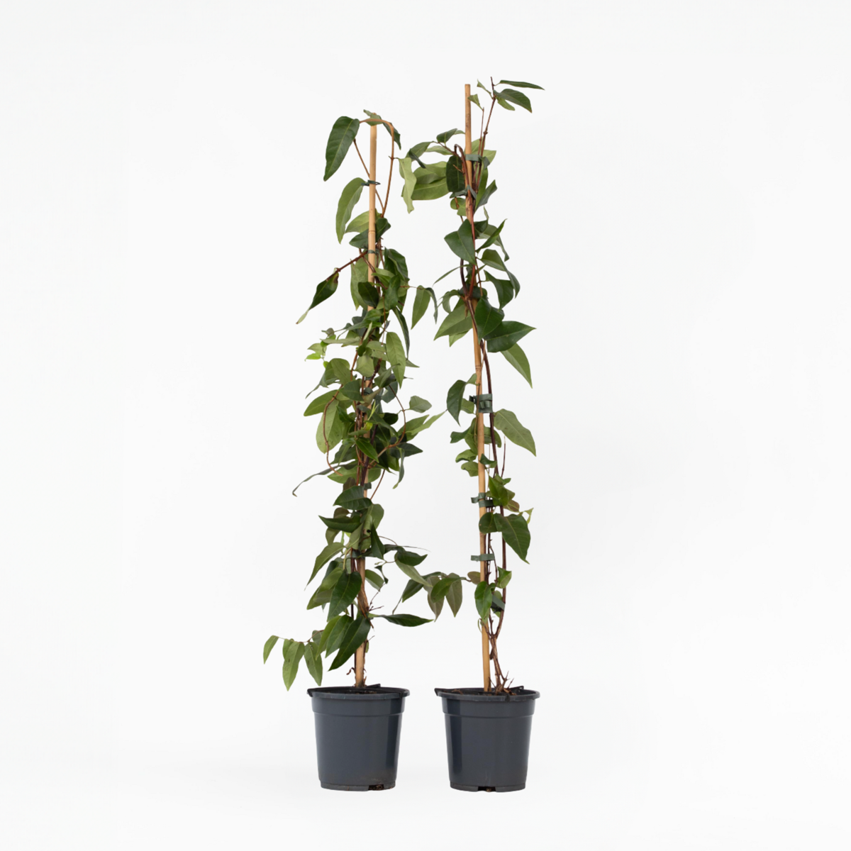 Lonicera henryi Copper Beauty - 2er-Set - Geißblatt