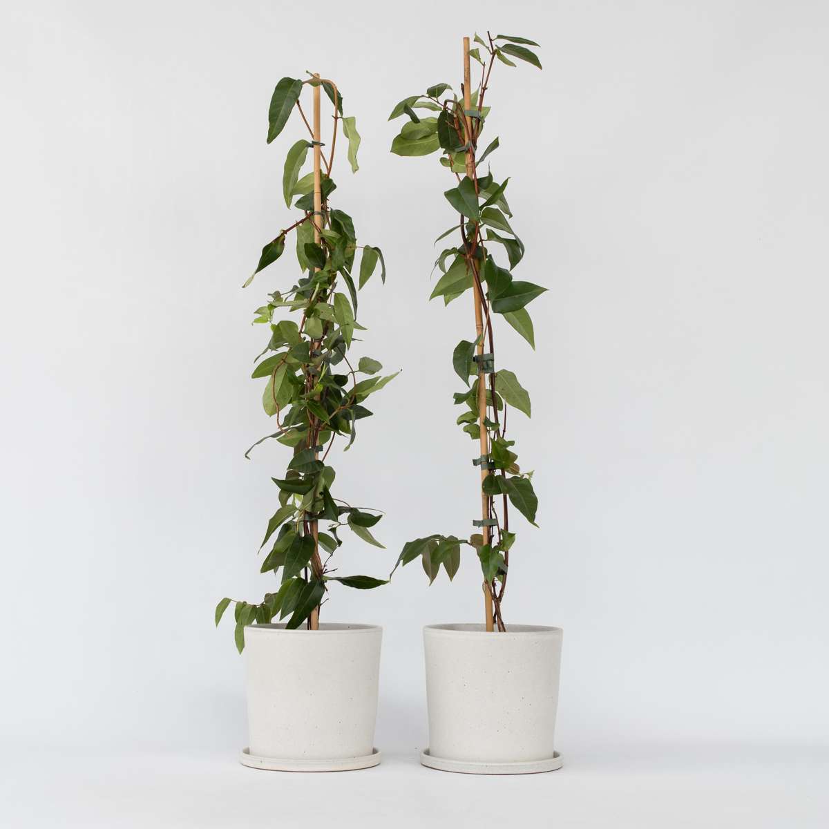 Lonicera henryi Copper Beauty - 2er-Set - Geißblatt