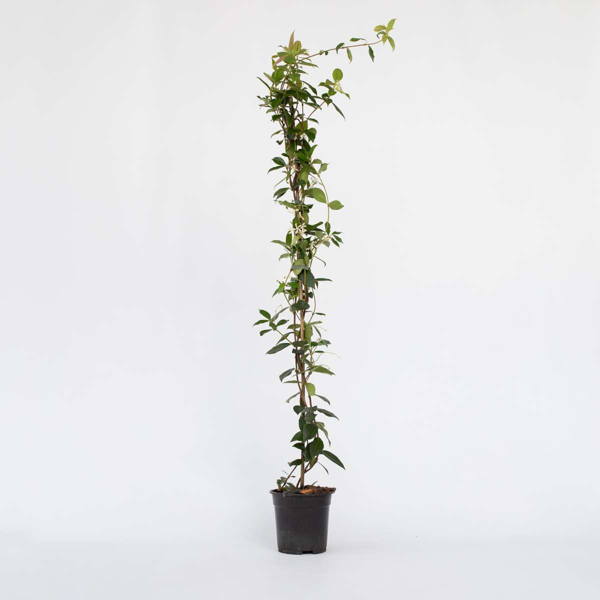 Jasmin XL - Trachelospermum jasminoides