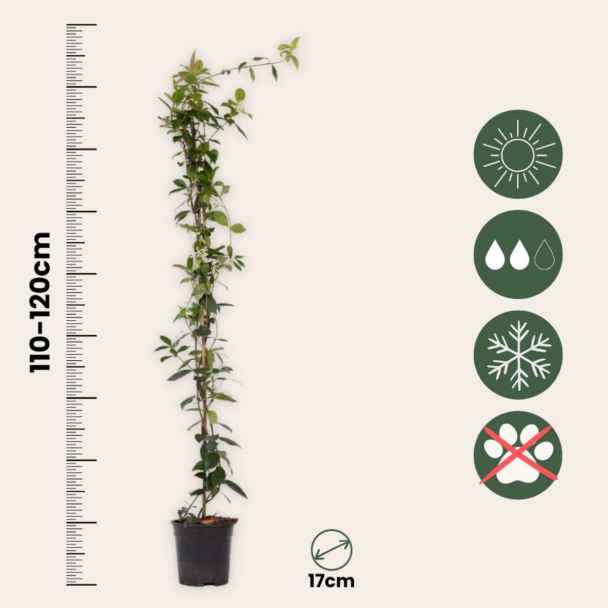 Jasmin XL - Trachelospermum jasminoides