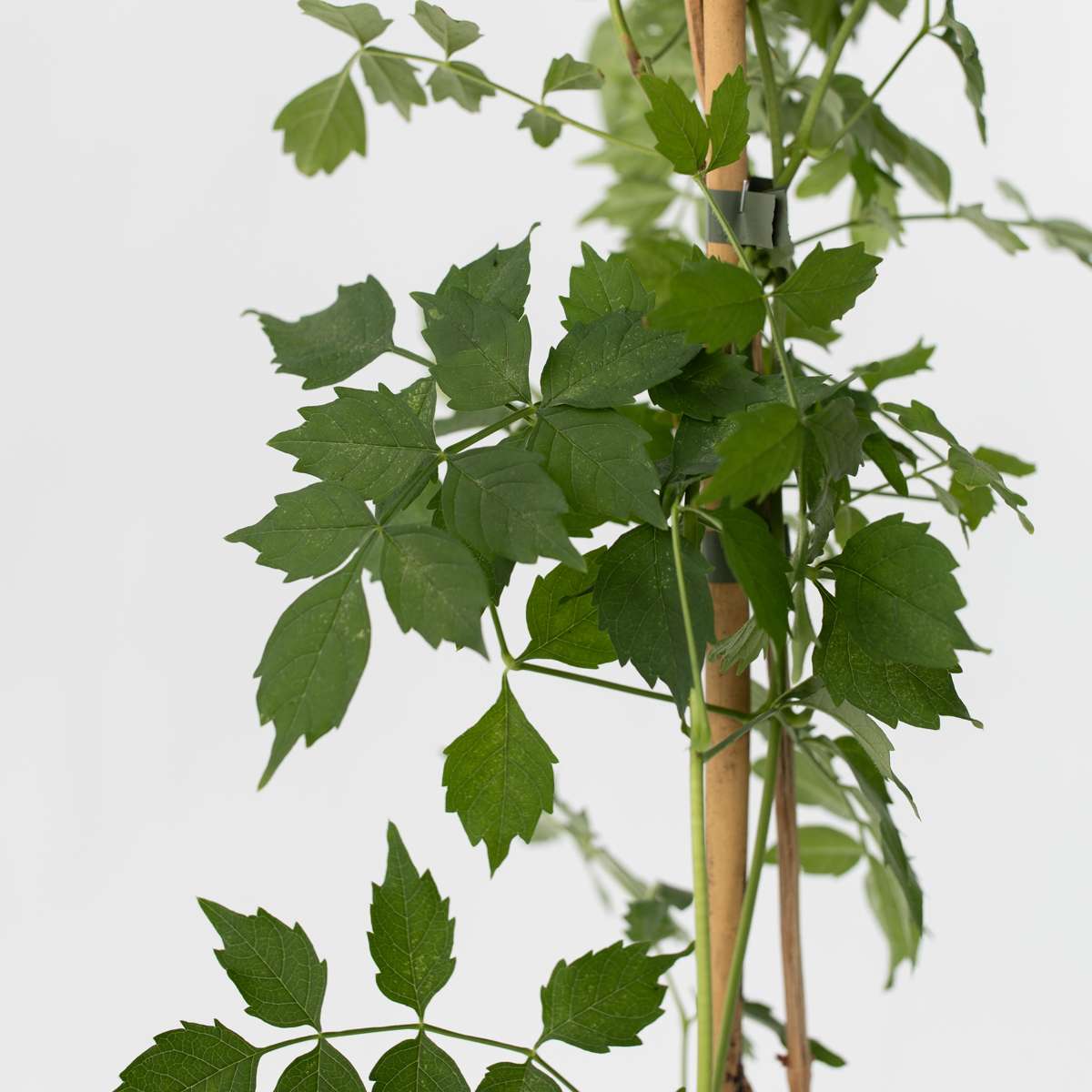 Campsis 'Flava' XL - 2er Set