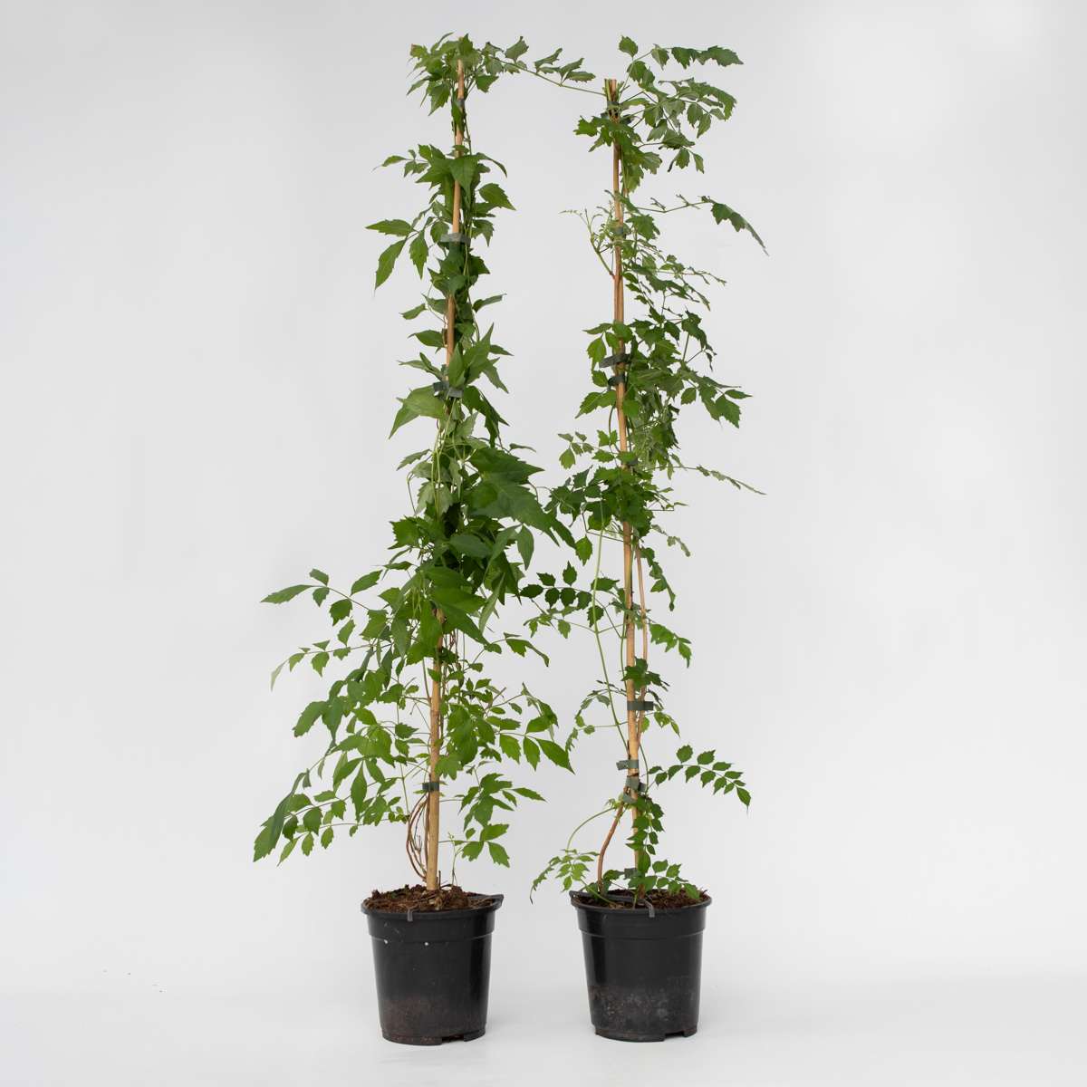 Campsis 'Flava' XL - 2er Set