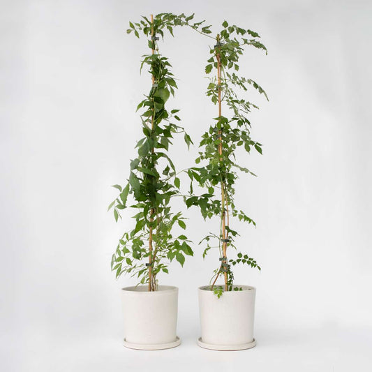 Campsis 'Flava' XL - 2er Set