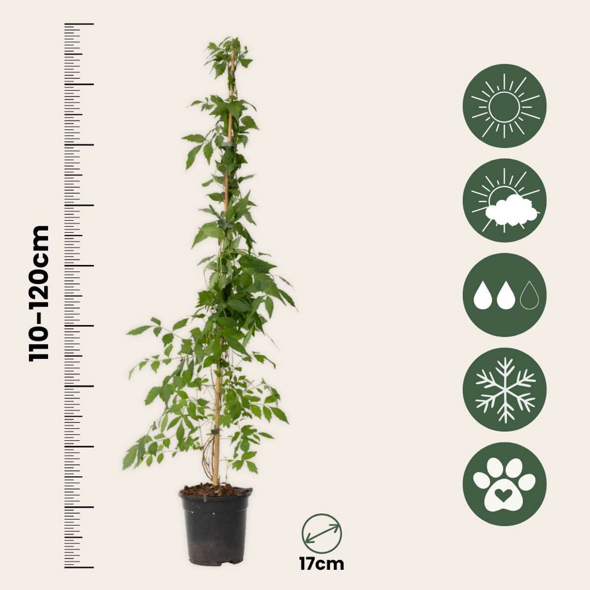 Campsis 'Flava' XL - 2er Set