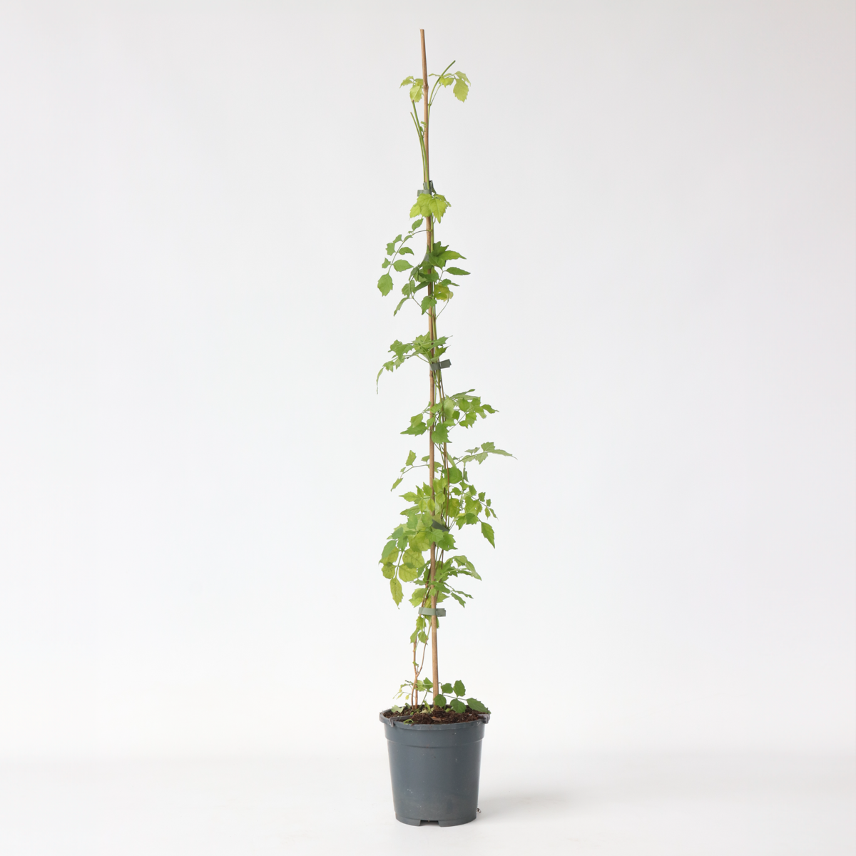 Campsis Radicans XL