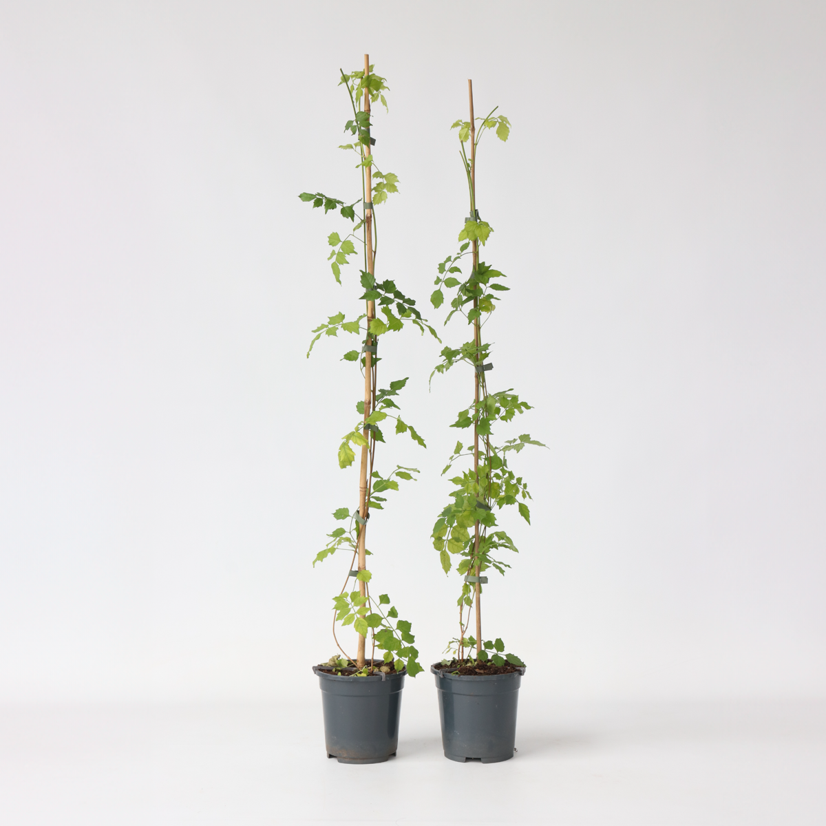 Campsis Radicans XL - 2er-Set