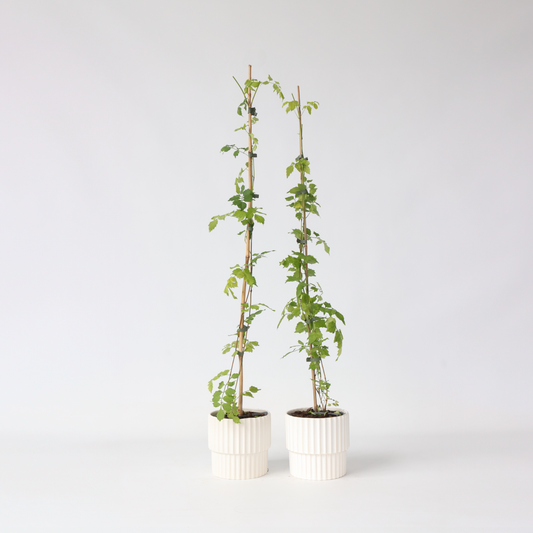 Campsis Radicans XL - 2er-Set