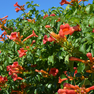 Campsis 'Mme Galen' XL