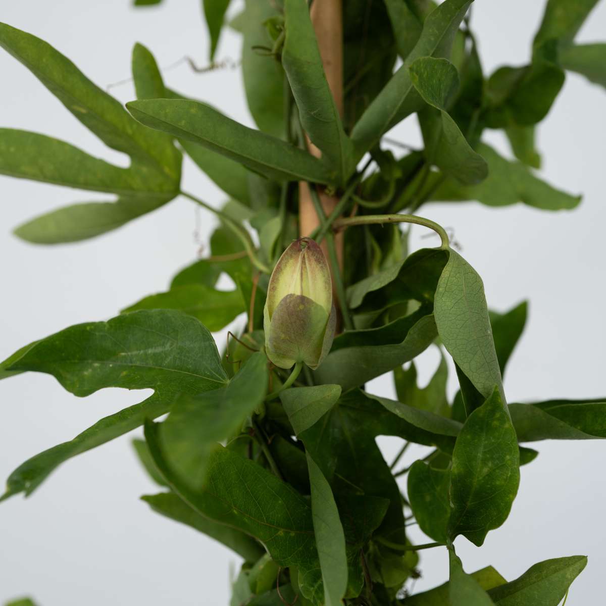 Passiflora 'Victoria' XL – Passionsblume
