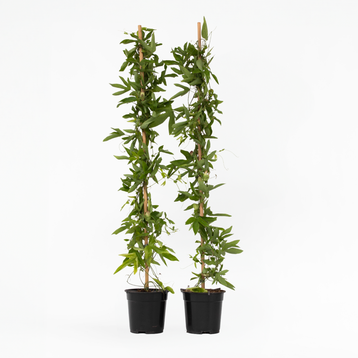 Passiflora 'Victoria' XL - 2 stuks - Passiebloem