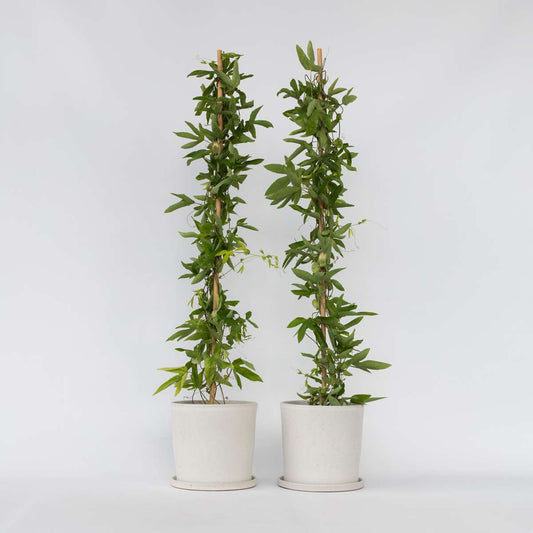 Passiflora 'Victoria' XL - 2 Stück - Passionsblume