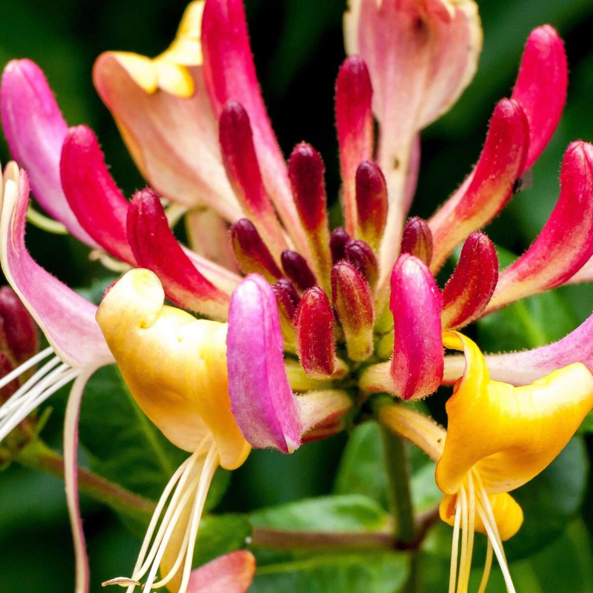 Lonicera x Heckrotti American Beauty - 2er-Set