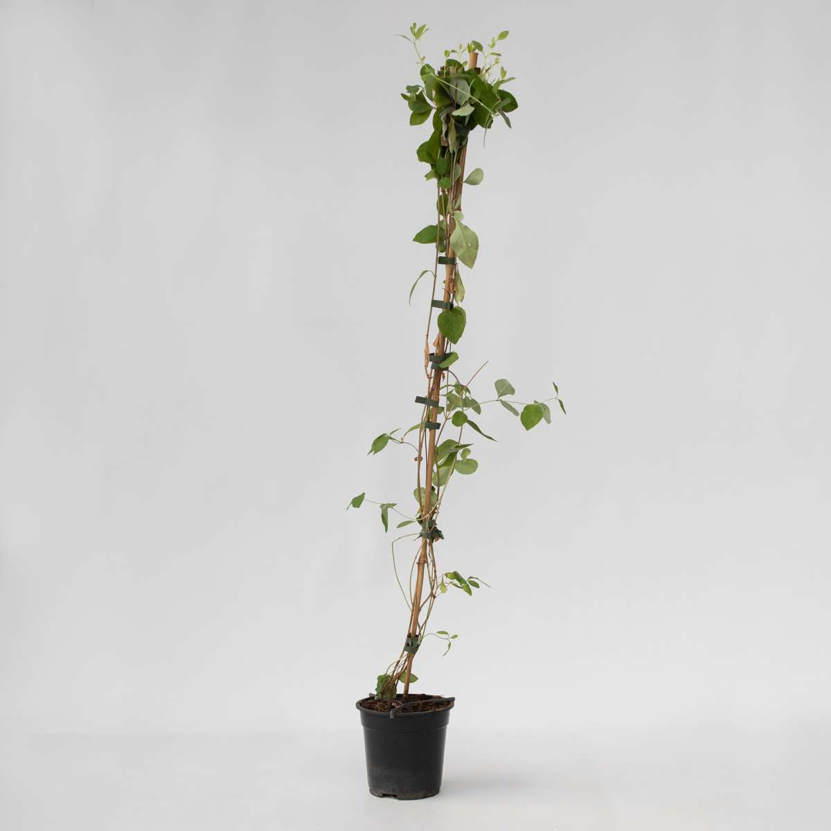 Lonicera Heckrotti 'American Beauty' - Geißblatt