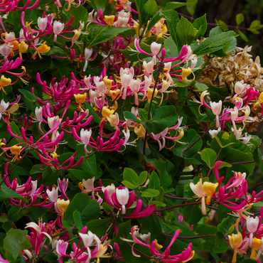 Lonicera x Heckrotti American Beauty - 2er-Set