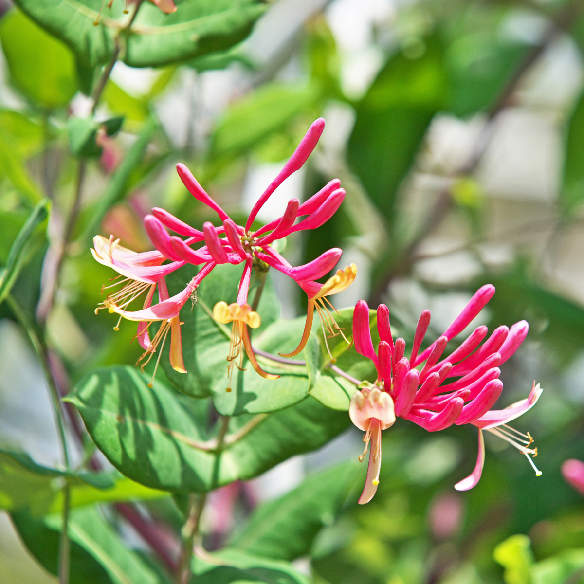Lonicera x Heckrotti American Beauty - 2er-Set