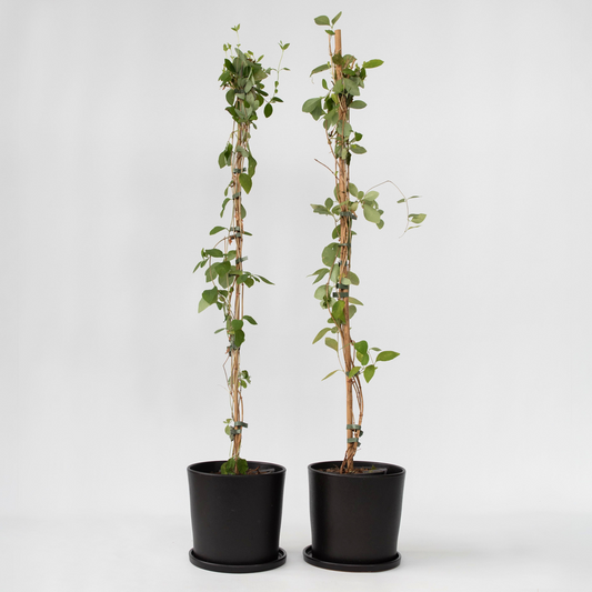 Lonicera x Heckrotti American Beauty - 2er-Set